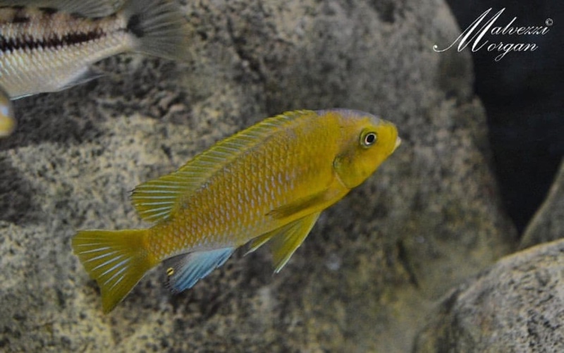 Petrotilapia flaviventris 'Undu Reef'